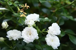 Роза почвопокровная Вайт Фэйри 4л
